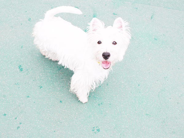 生徒とモデル犬が大好きなドッグラン♪